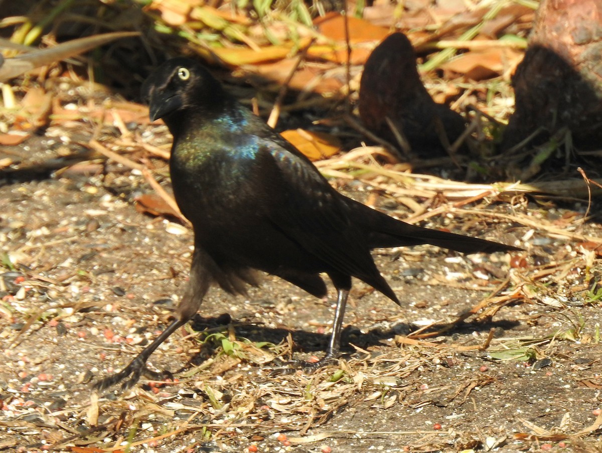 Common Grackle - ML529234981