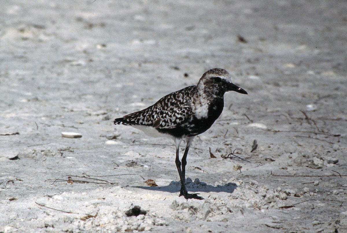 Black-bellied Plover - Doug Batt