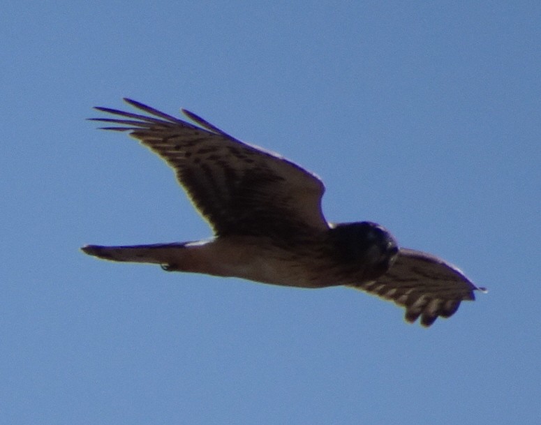 Northern Harrier - ML529235881