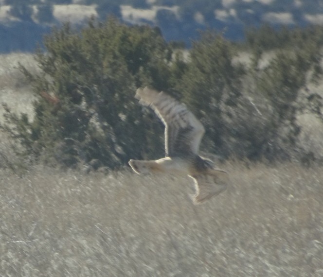 Northern Harrier - ML529236001