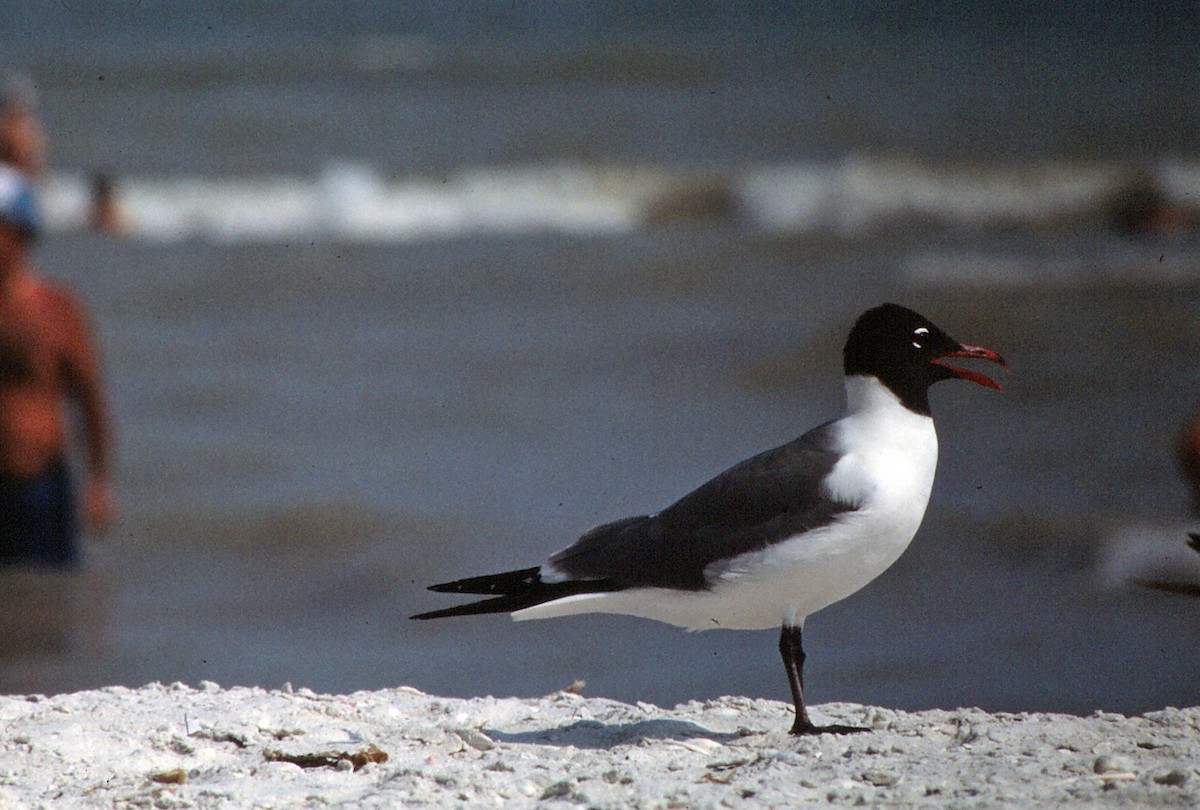 Laughing Gull - Doug Batt