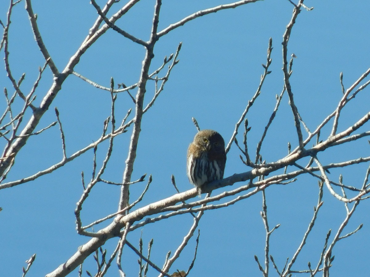 Northern Pygmy-Owl - ML529237371