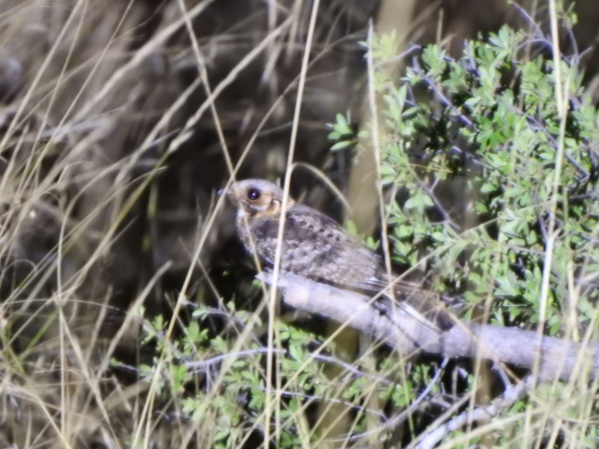 Fiery-necked Nightjar - Bev Agler