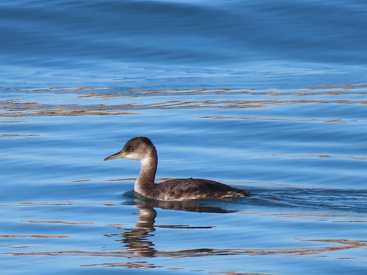 Red-necked Grebe - ML529241761