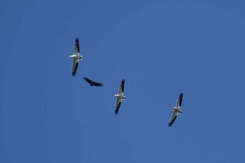 pelikán severoamerický - ML529242171