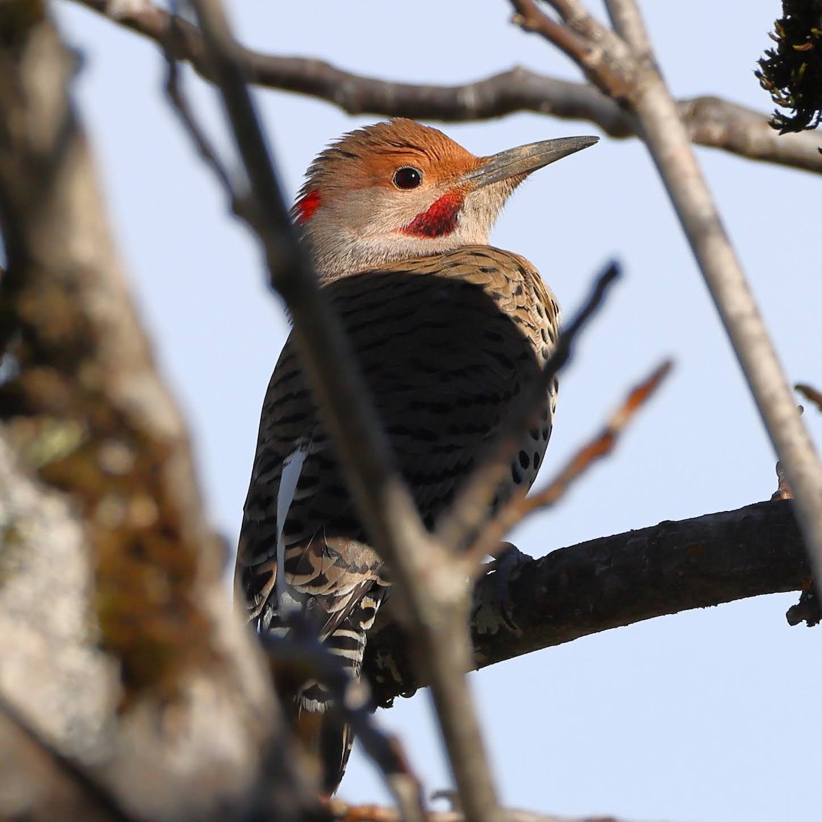 Northern Flicker (Yellow-shafted x Red-shafted) - ML529243011