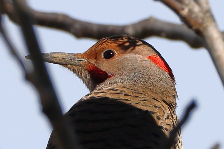 Northern Flicker (Yellow-shafted x Red-shafted) - ML529243141