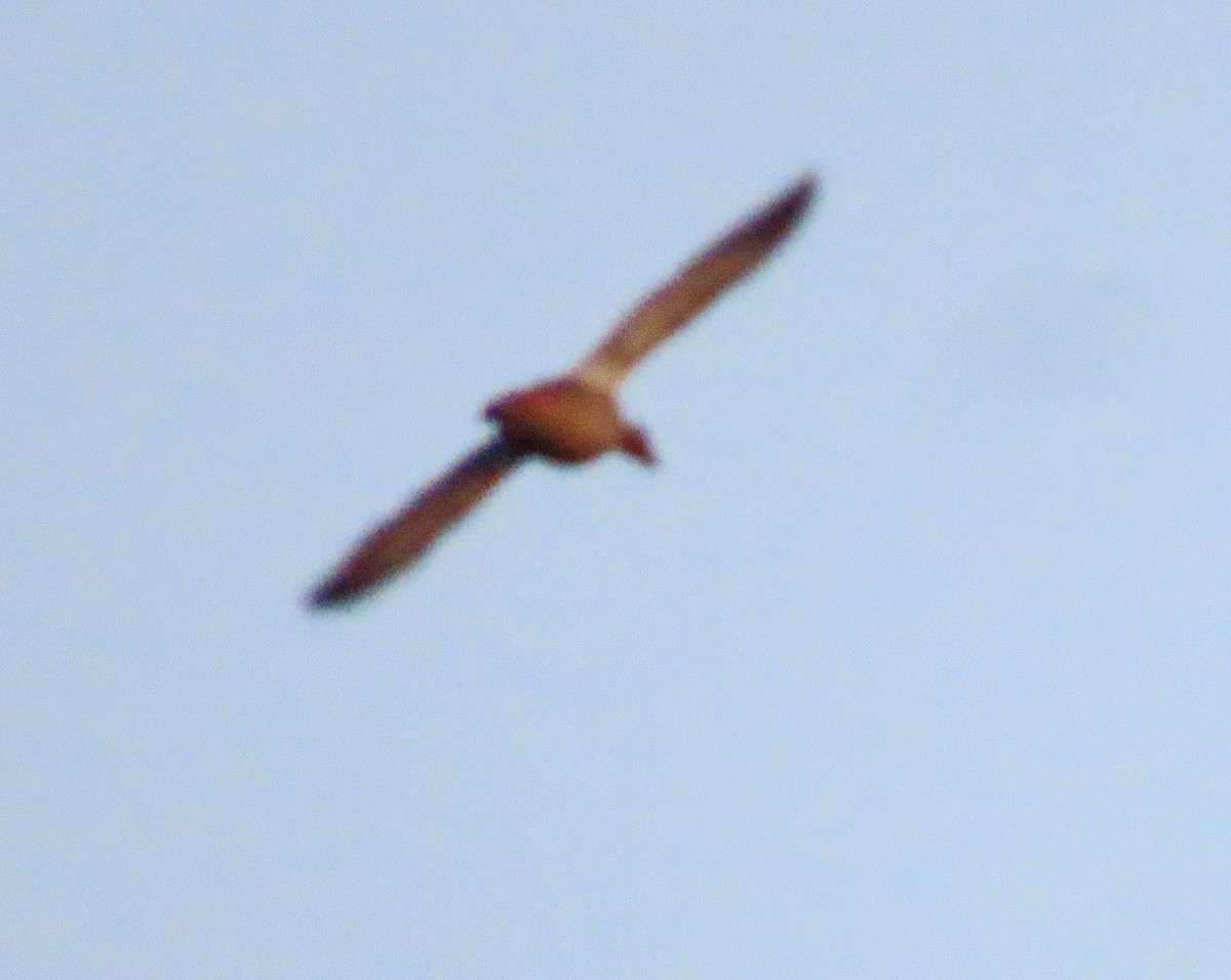 duck sp. - ML529243591