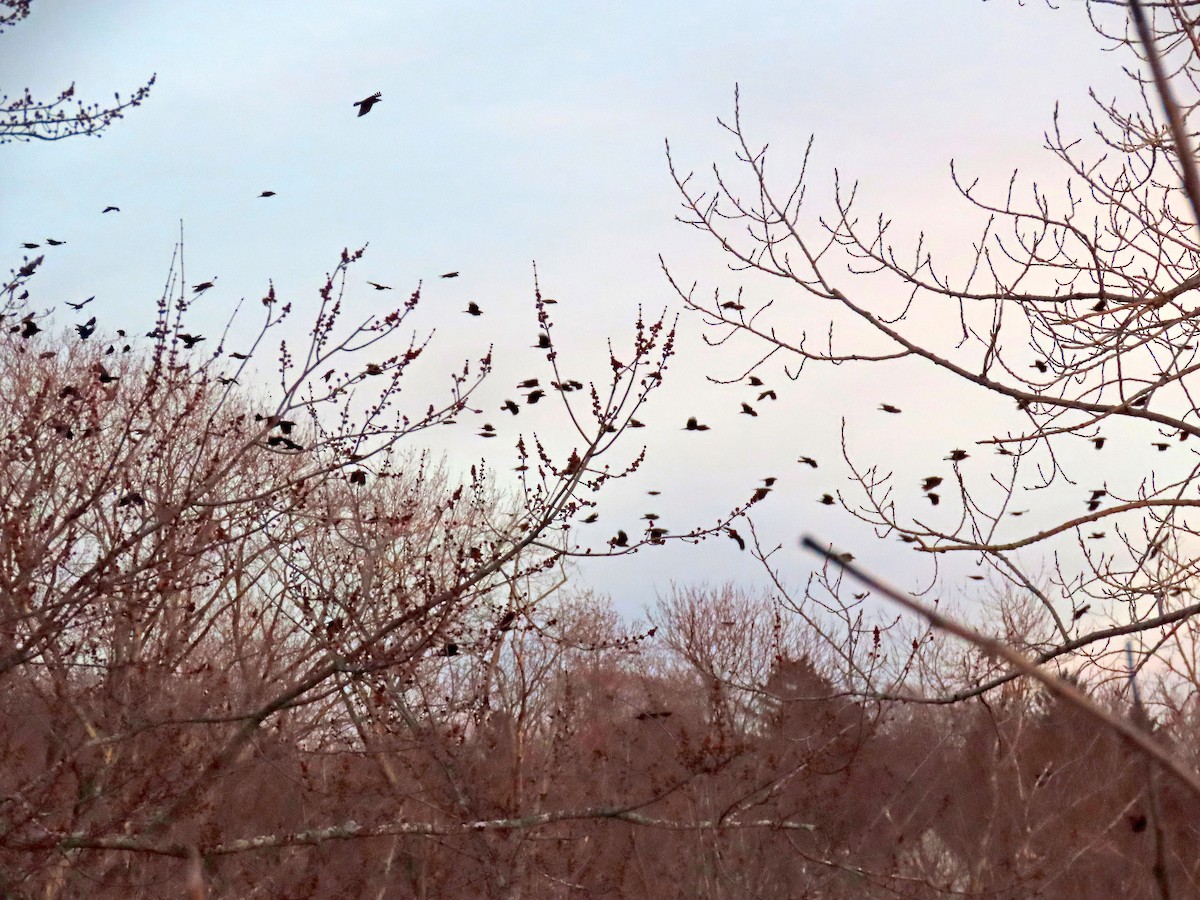 American Crow - ML529243671