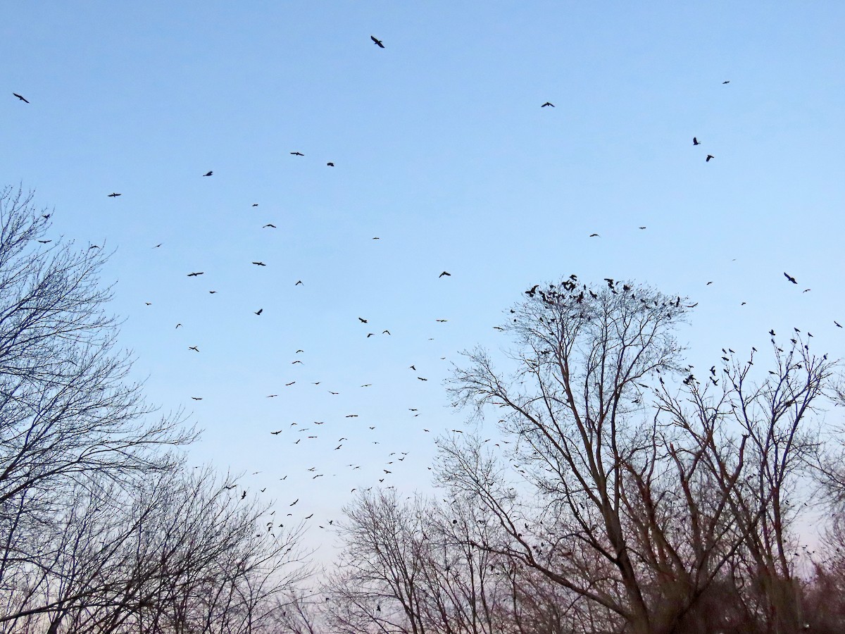 American Crow - ML529243681
