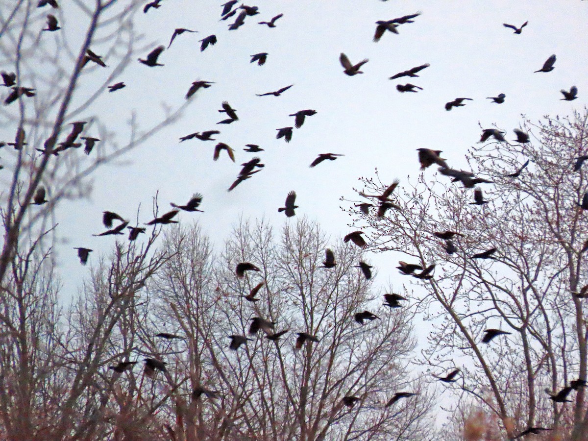 American Crow - ML529243691
