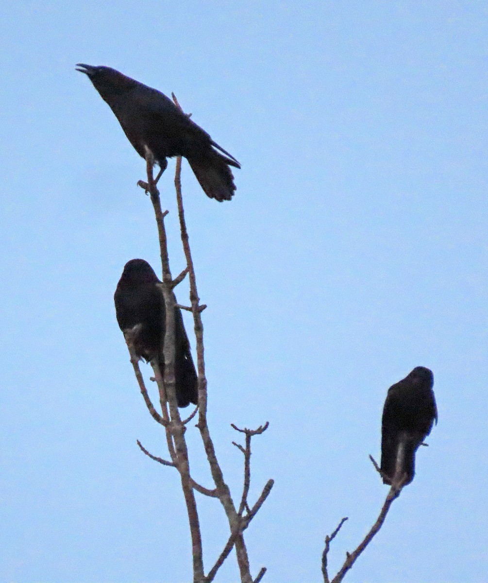 American Crow - ML529243701