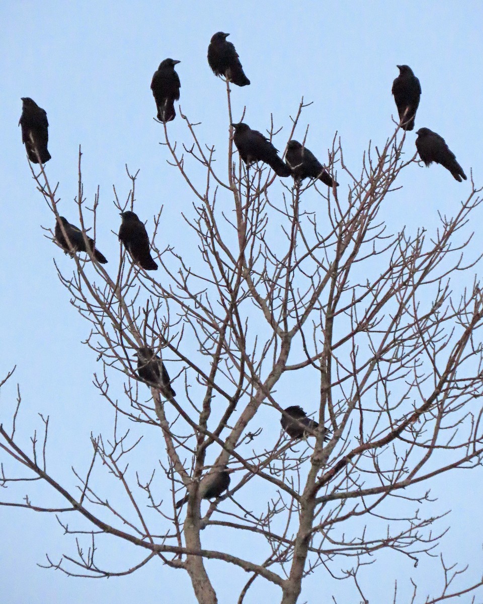 American Crow - ML529243711