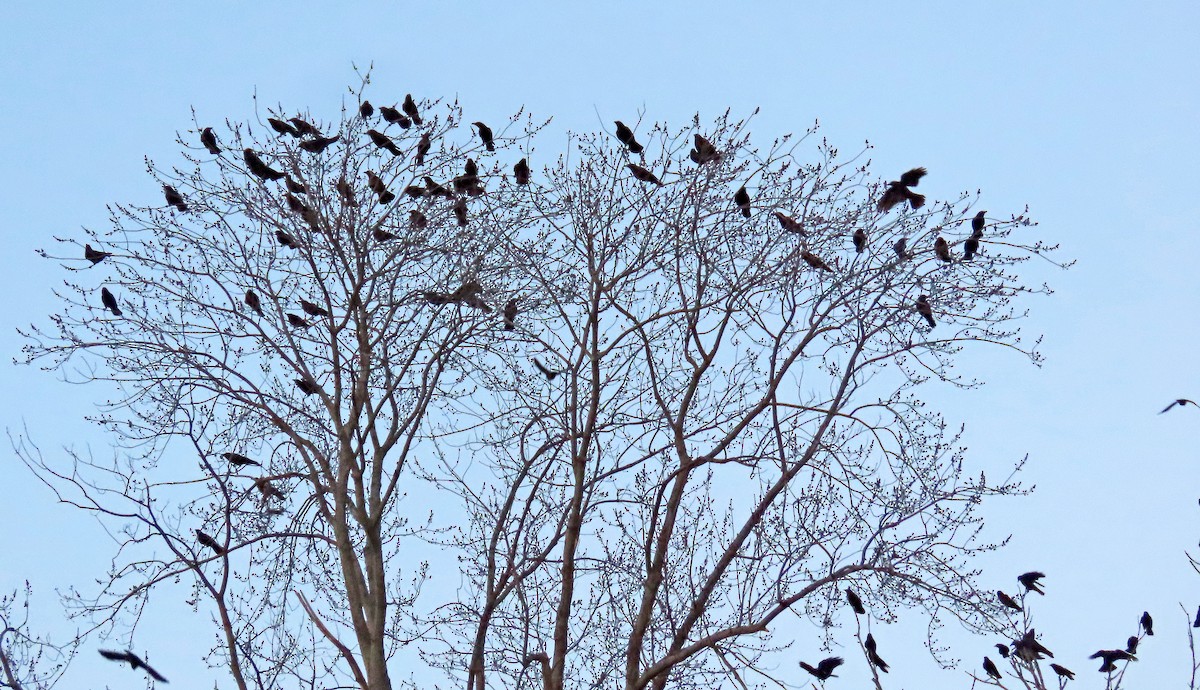 American Crow - ML529243721