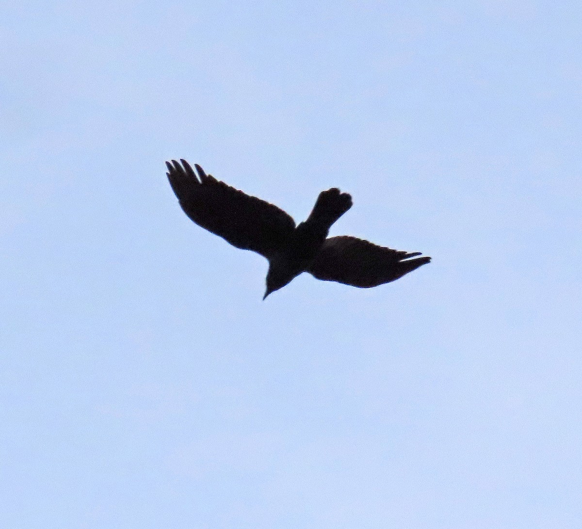 American Crow - ML529243731