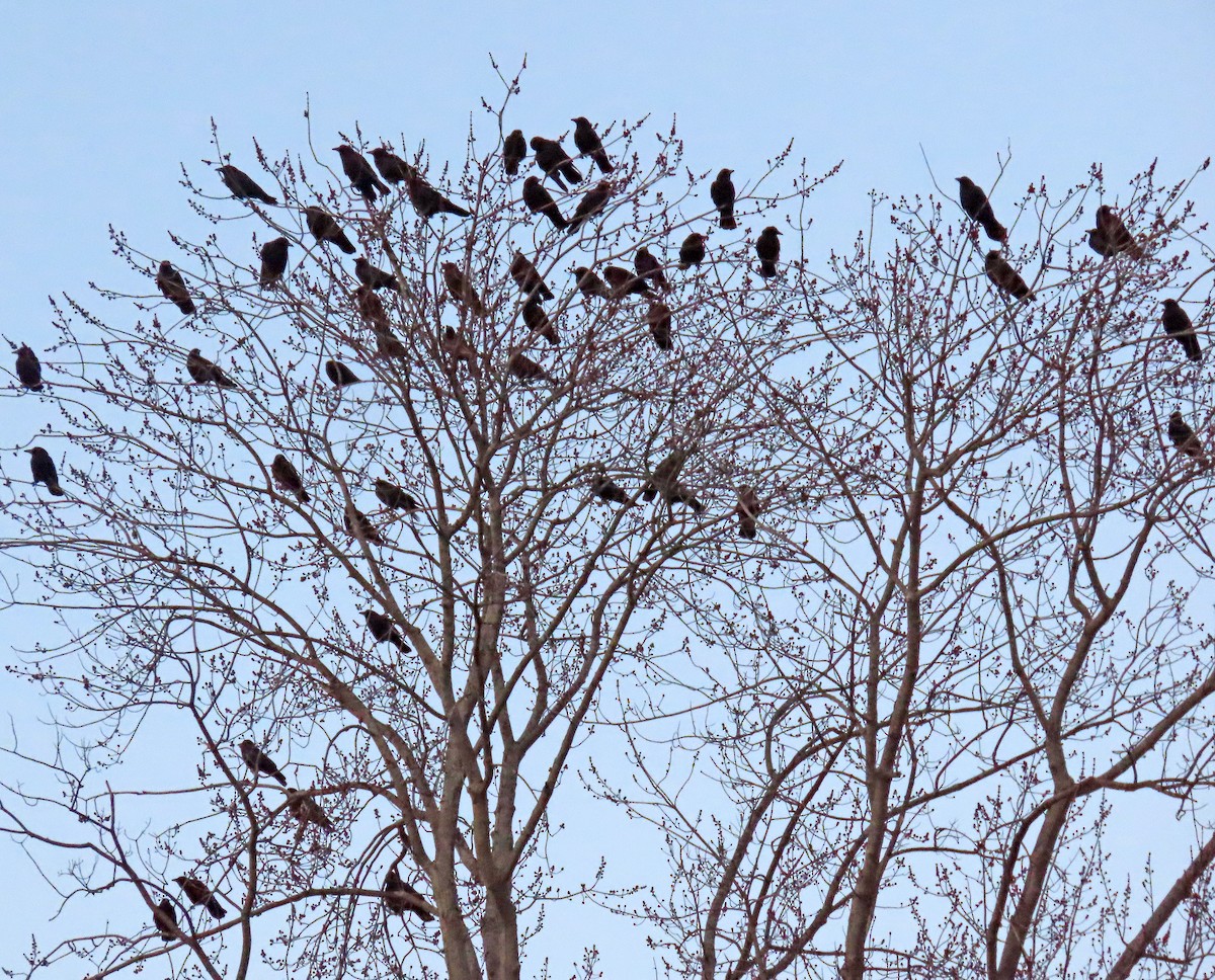 American Crow - ML529243741