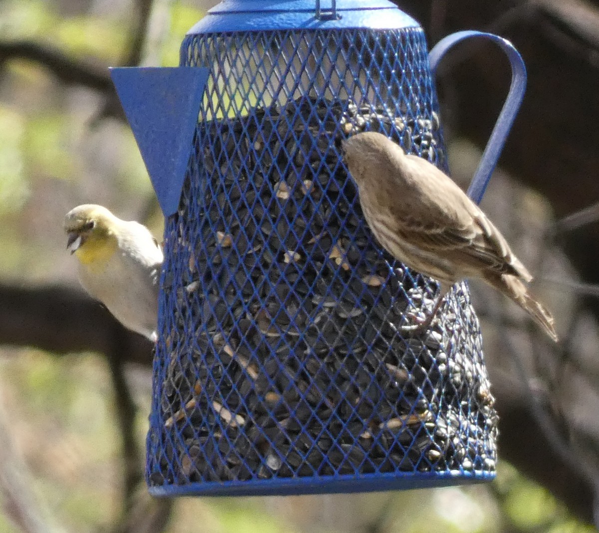 American Goldfinch - ML529244451