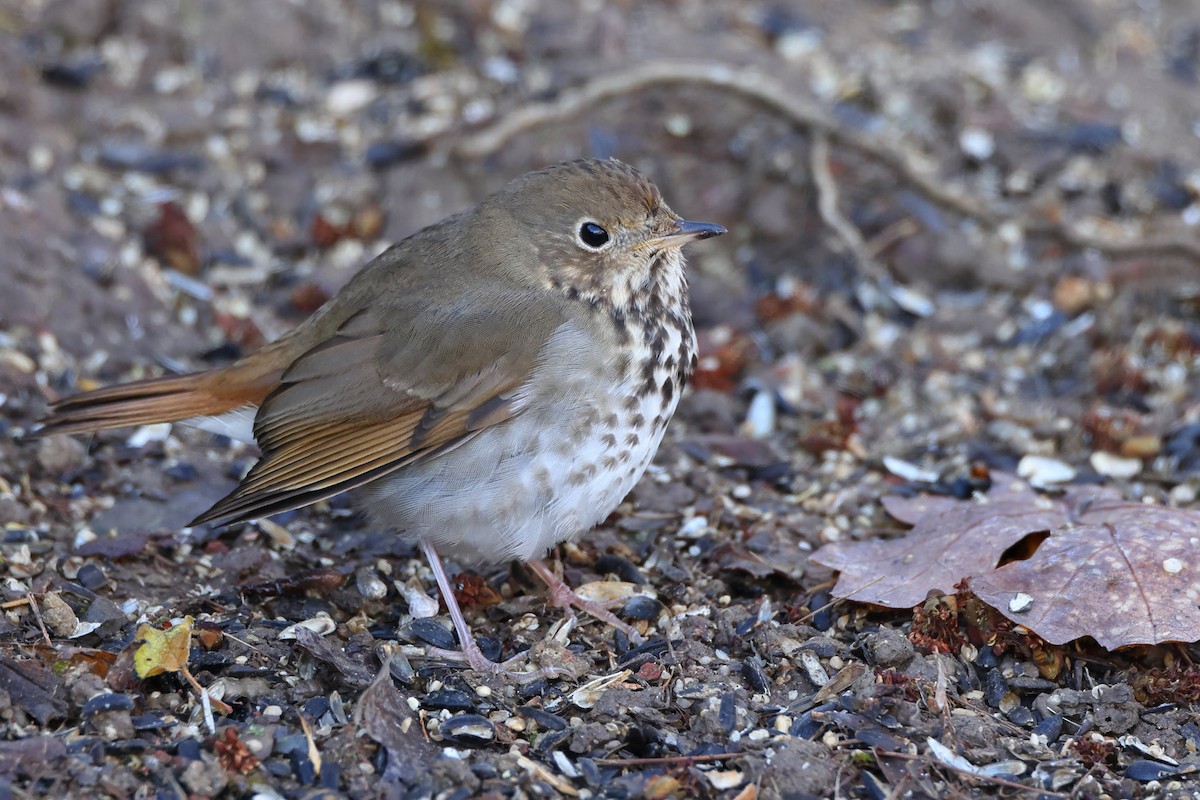 Hermit Thrush - ML529244691