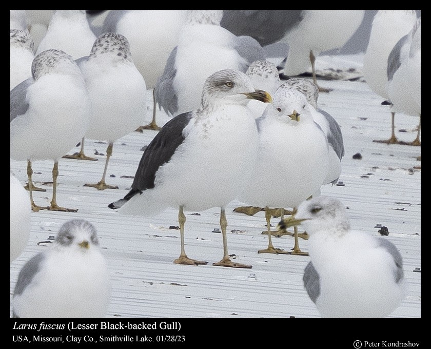 Lesser Black-backed Gull - Peter Kondrashov