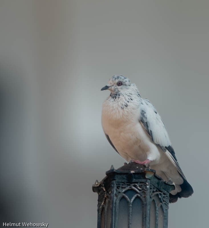 Rock Pigeon (Feral Pigeon) - Helmut Wehowsky