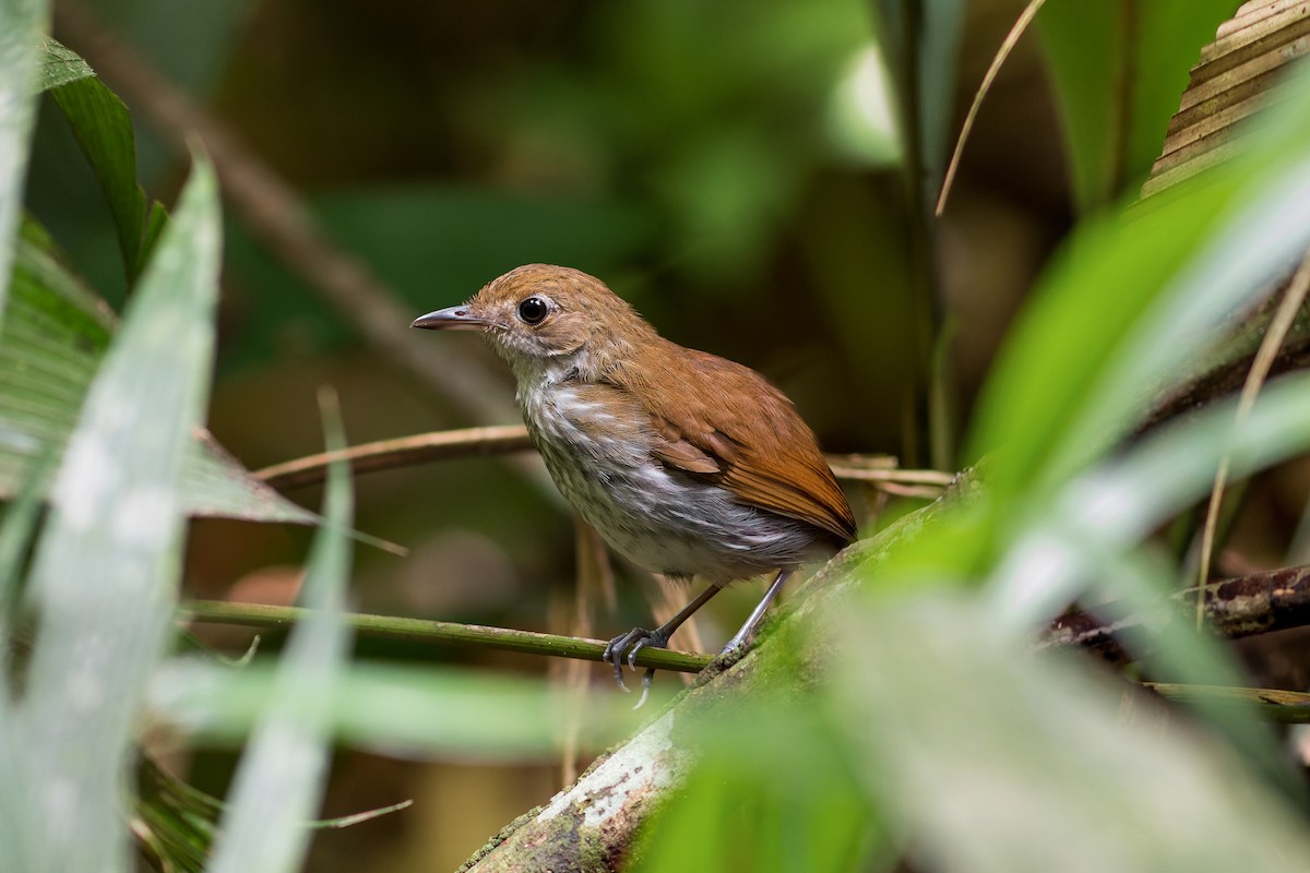 Tapajos Antpitta - ML529248031