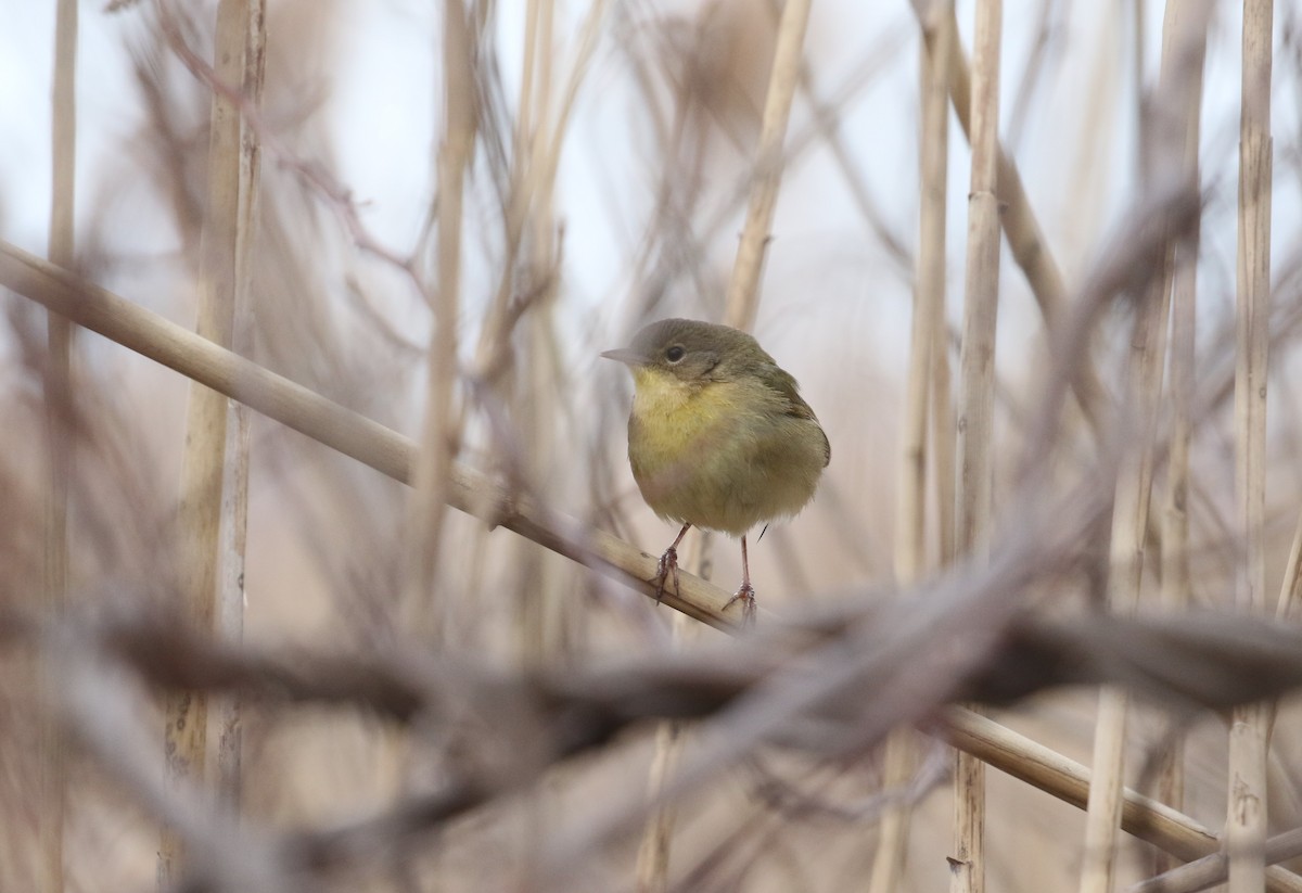 Common Yellowthroat - ML529248961