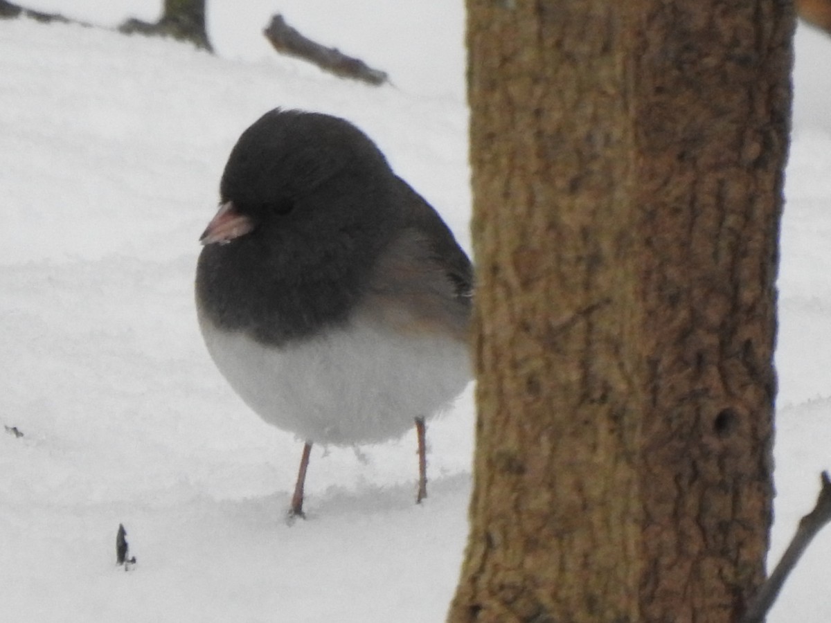 Junco Ojioscuro (grupo oreganus) - ML529249131