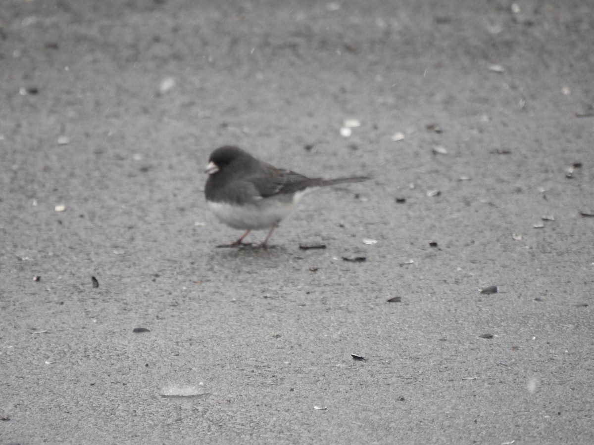 Dark-eyed Junco (Slate-colored) - ML529249281