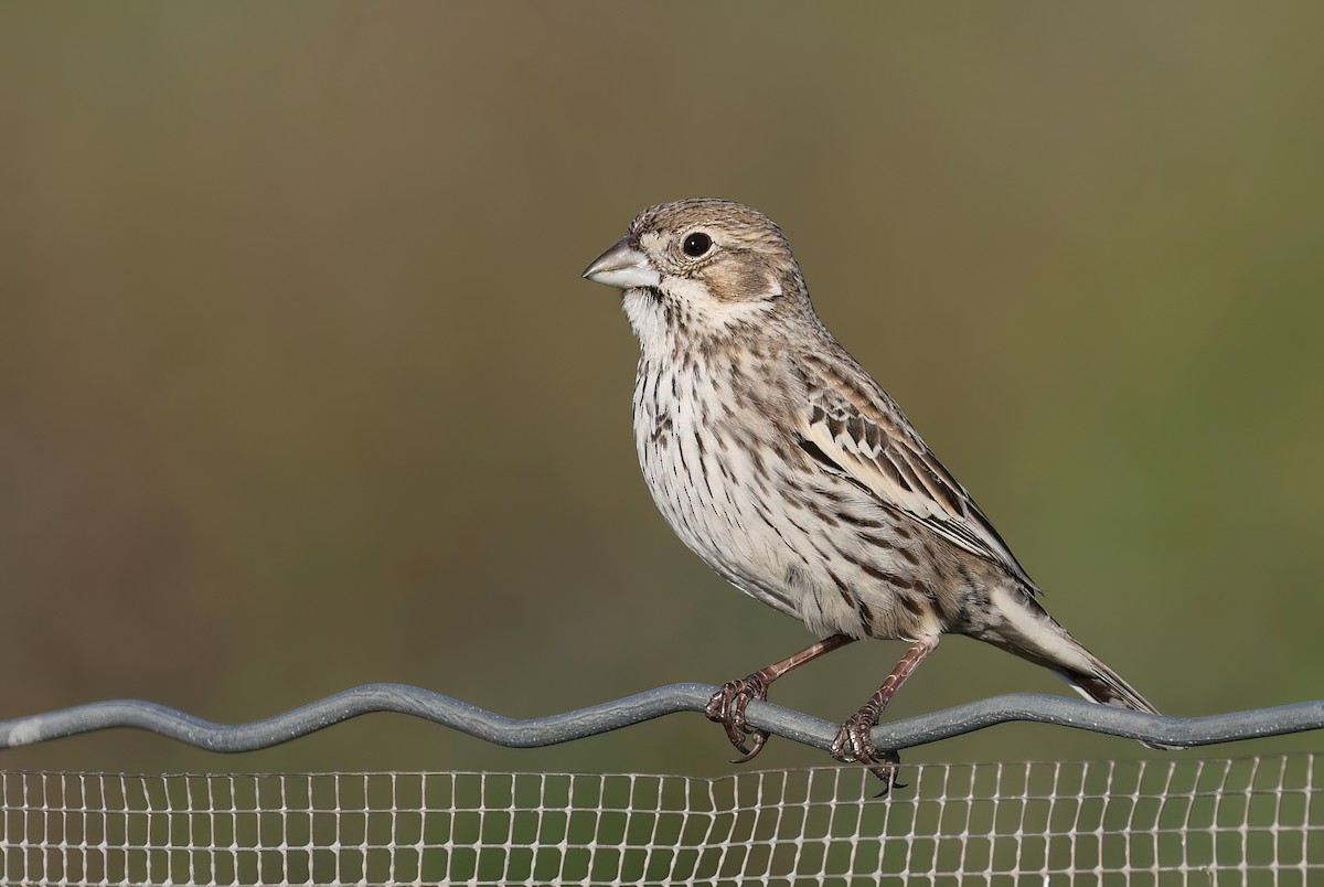 Lark Bunting - ML529250351