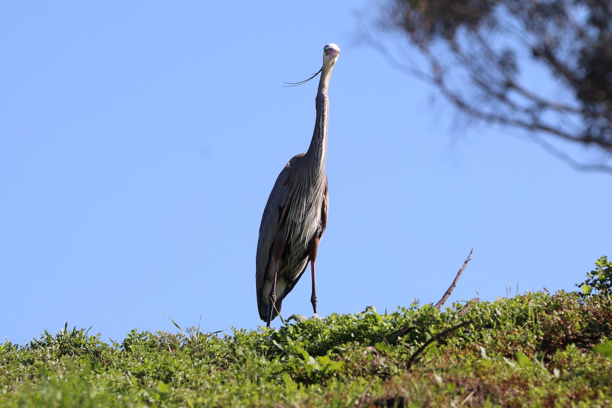 Great Blue Heron - ML529250821