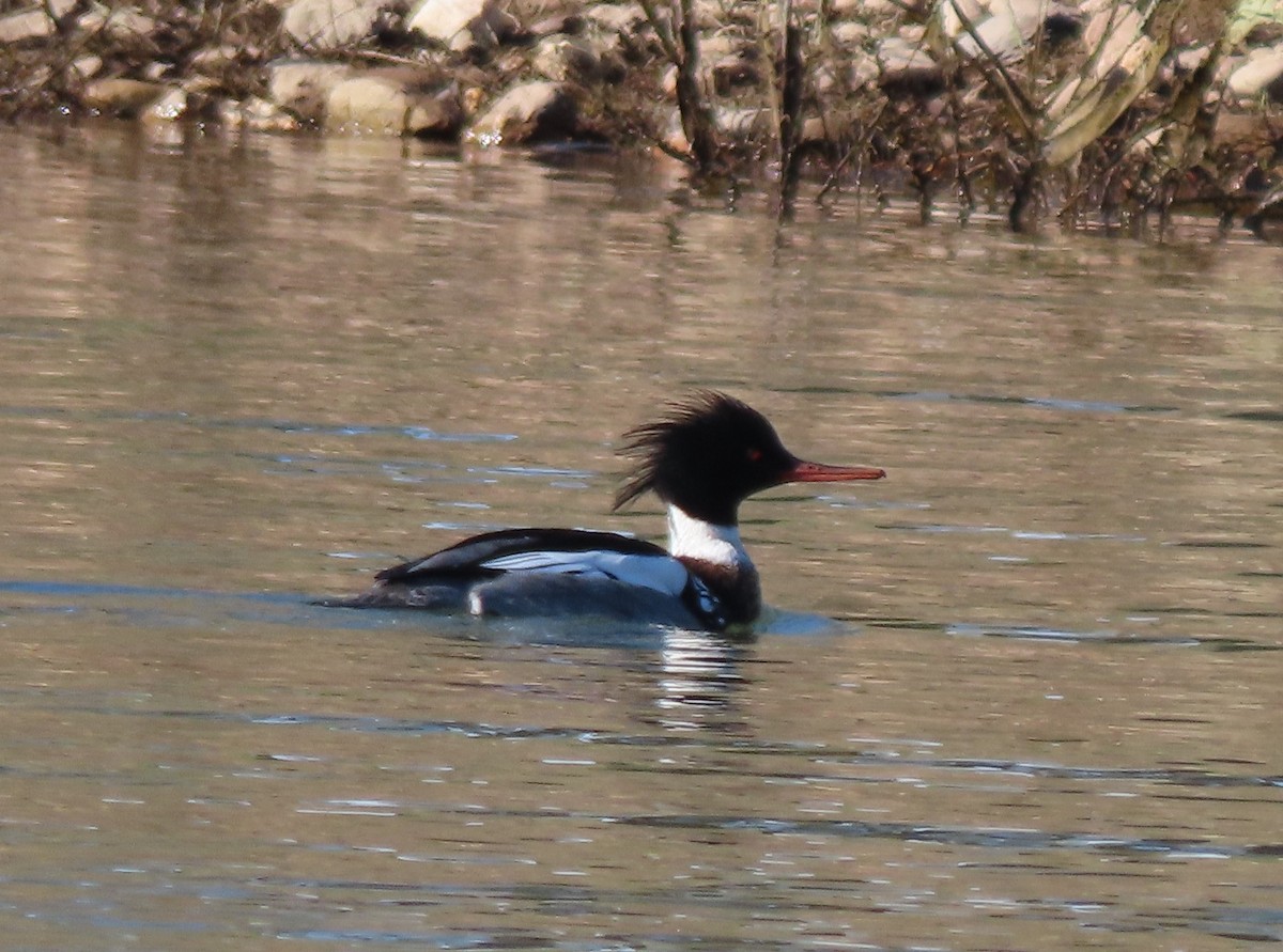 Red-breasted Merganser - John Harris