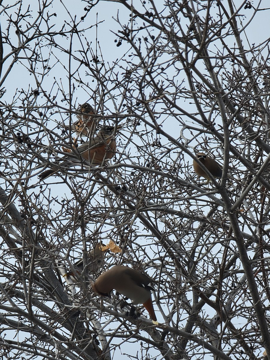 American Robin - ML529251321