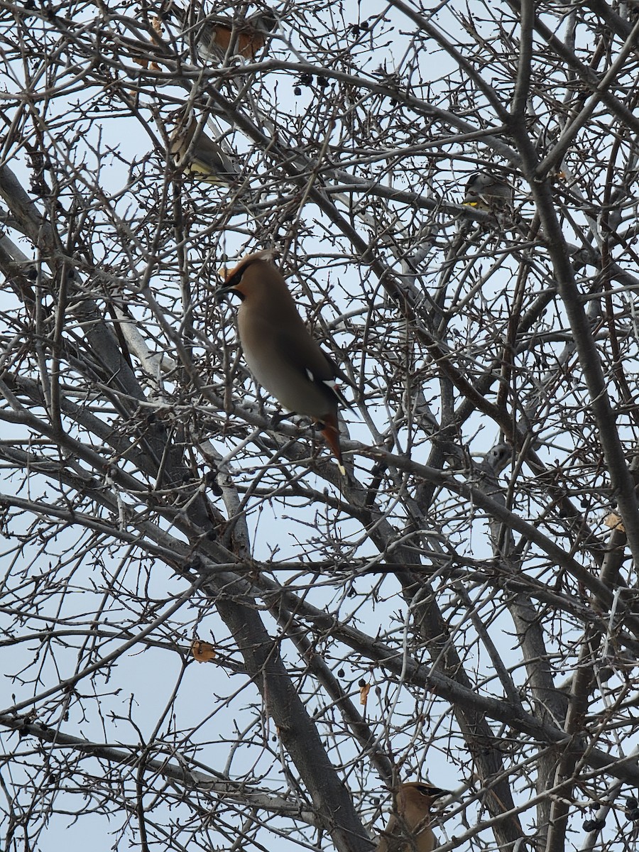 Bohemian/Cedar Waxwing - ML529251401