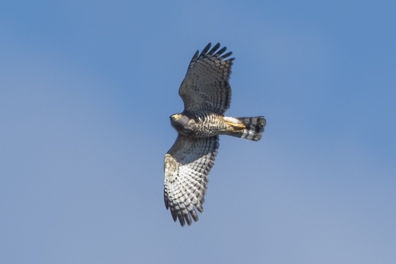 Hook-billed Kite - ML529254731