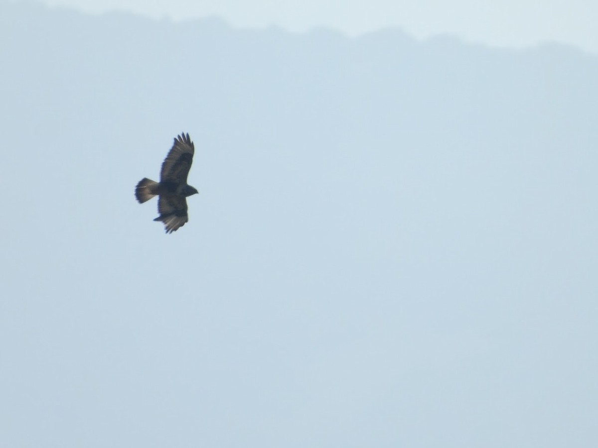 Rough-legged Hawk - ML529255921