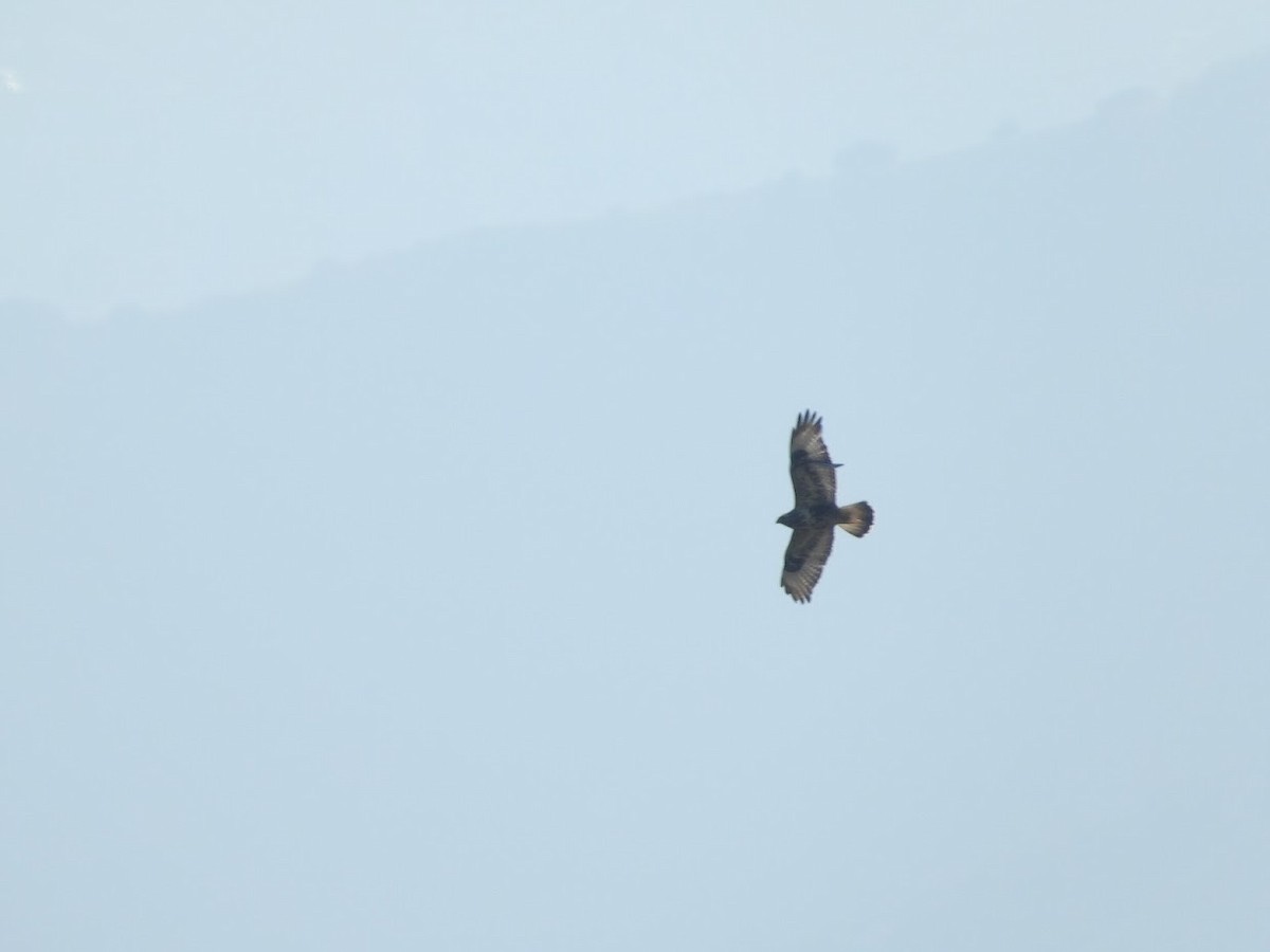 Rough-legged Hawk - ML529255941