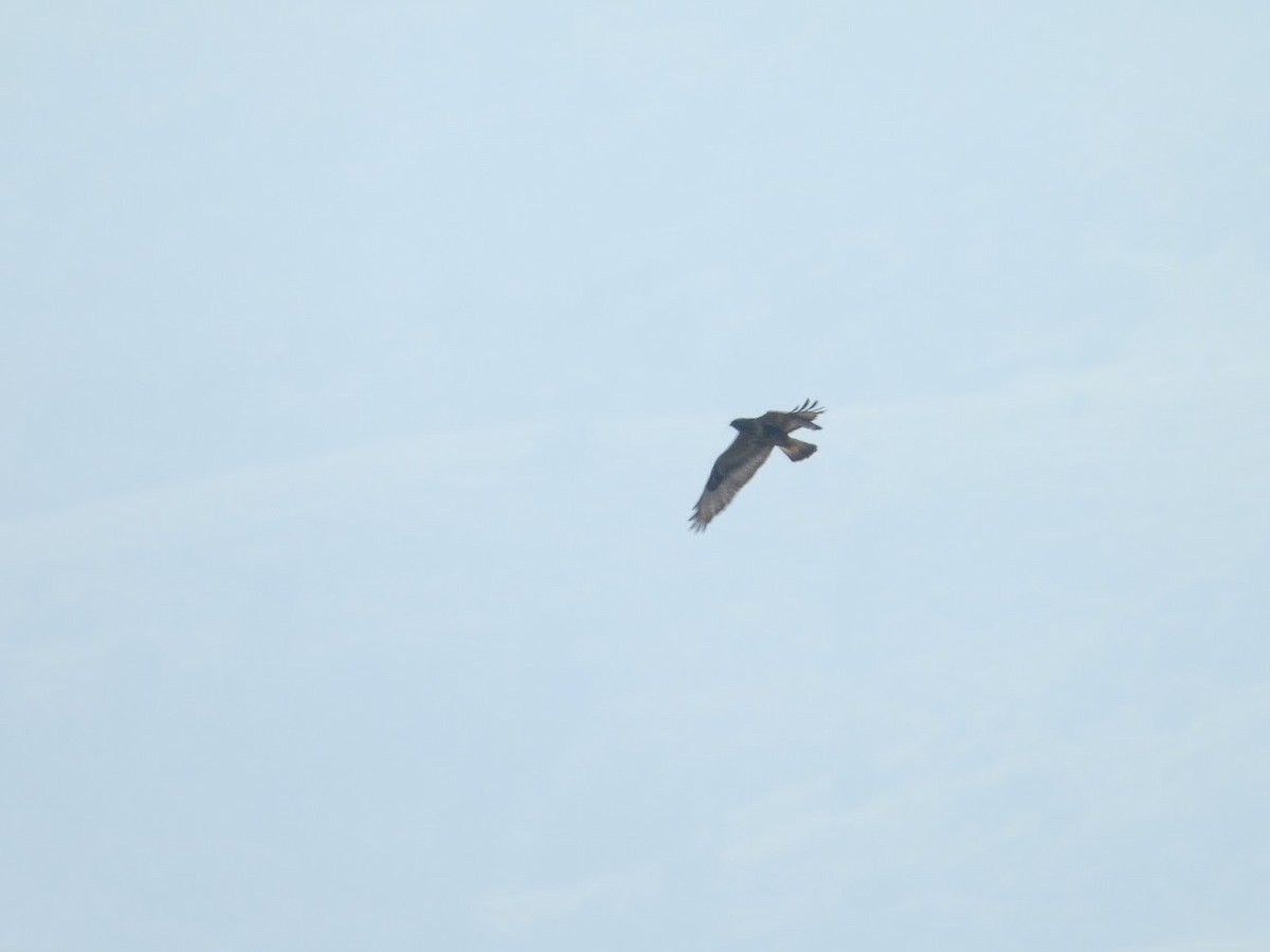 Rough-legged Hawk - ML529256011