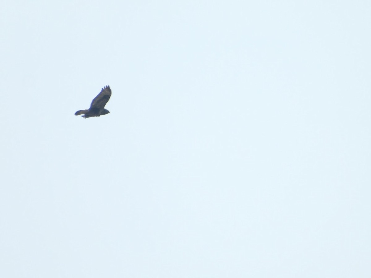 Rough-legged Hawk - ML529256071