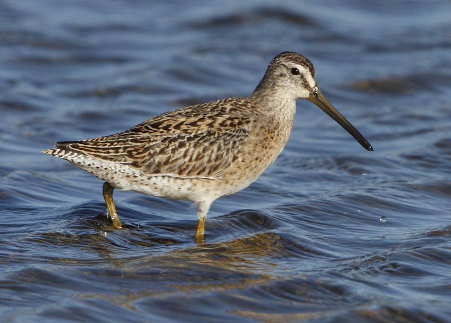 Short-billed Dowitcher - ML529256171