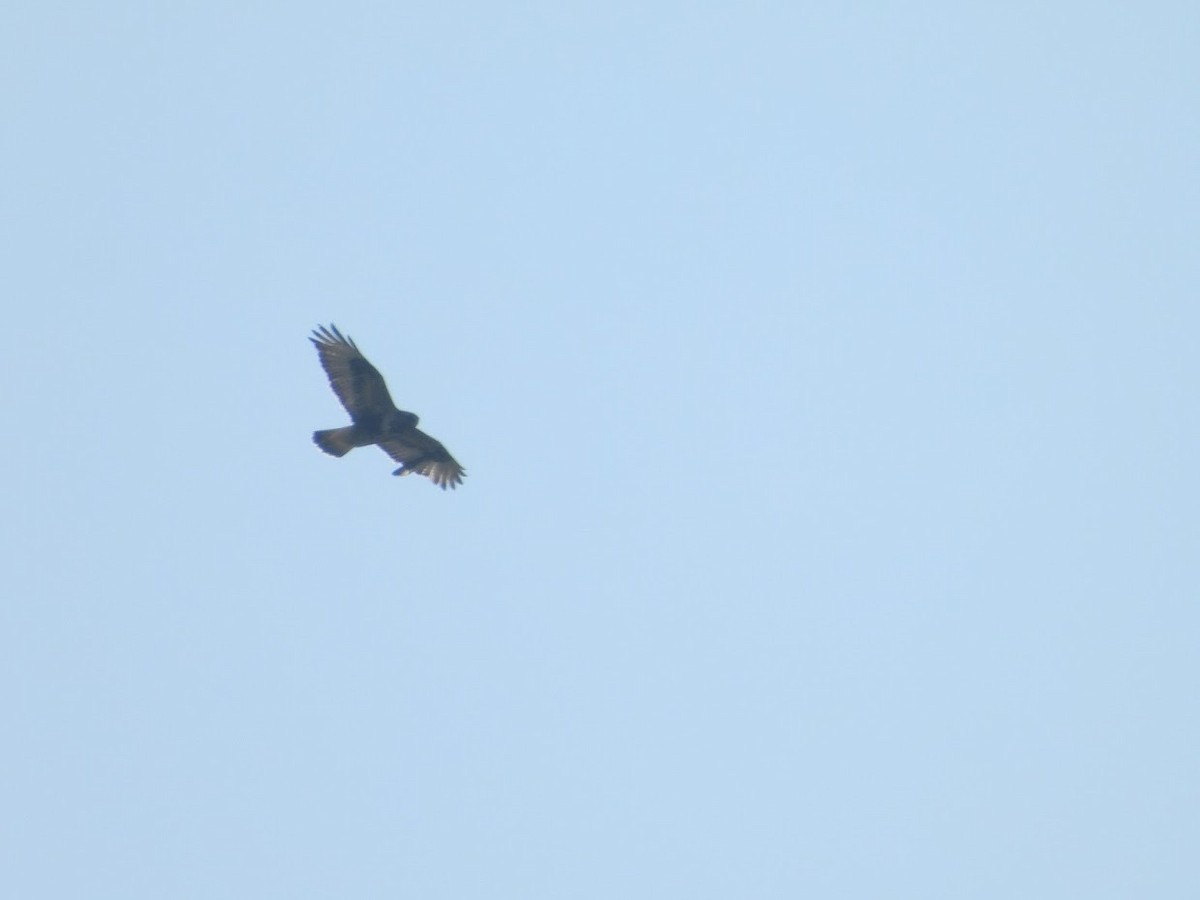 Rough-legged Hawk - ML529256271