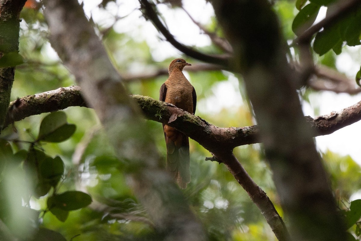 Amboyna Cuckoo-Dove - ML529256491