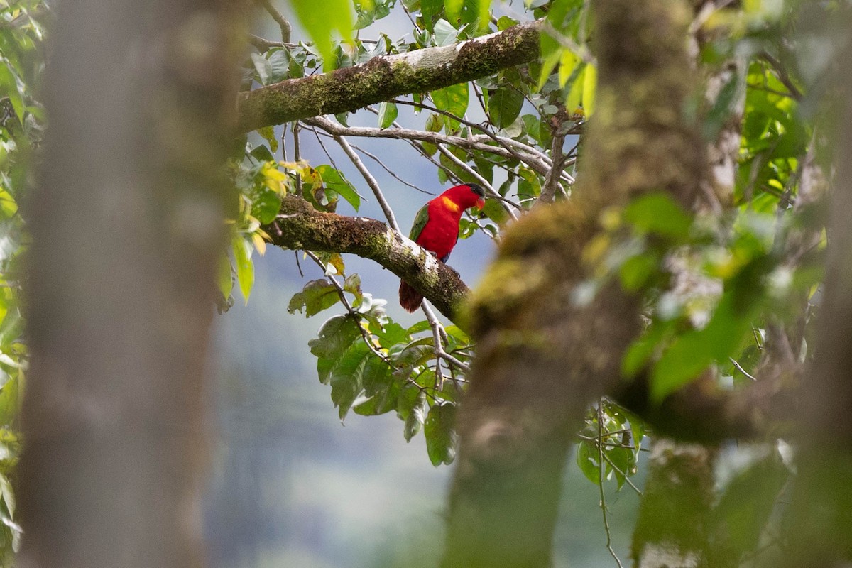 Purple-naped Lory - John Hiles