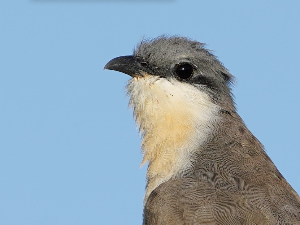 Dark-billed Cuckoo - ML529256681