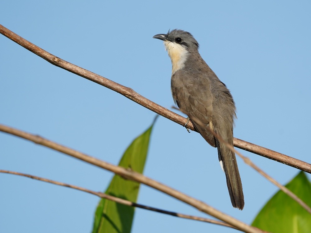 Dark-billed Cuckoo - ML529256691