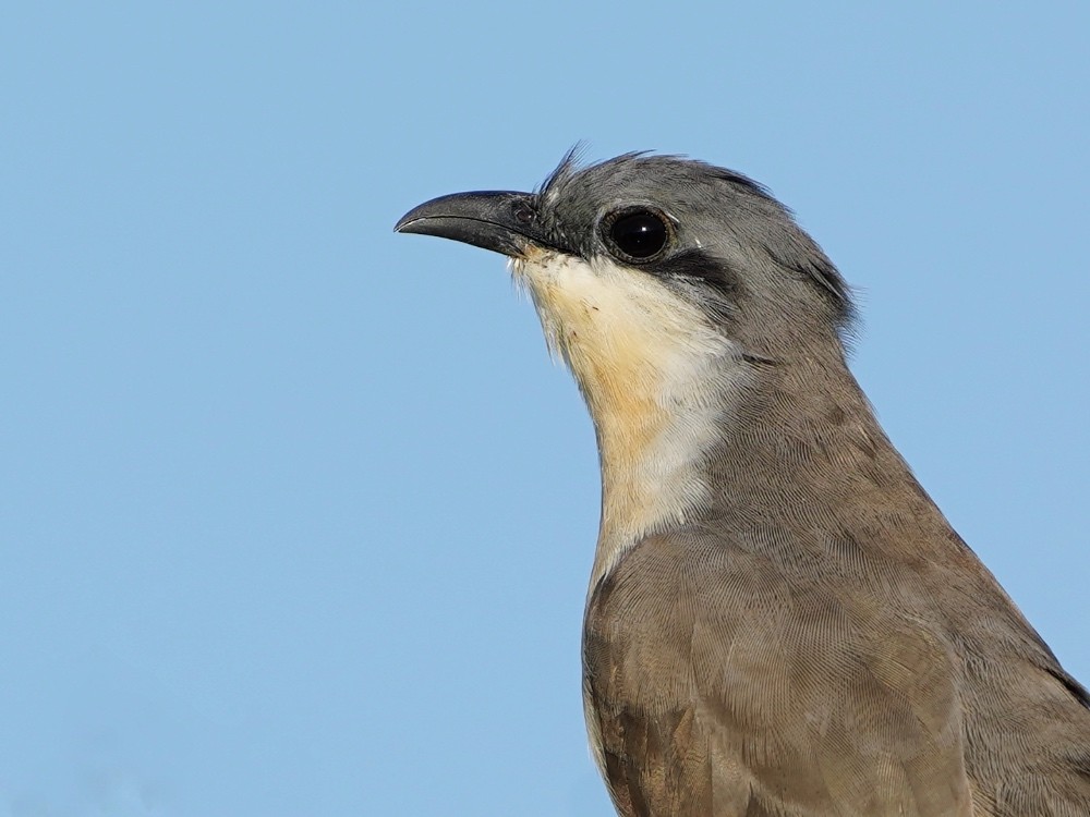 Dark-billed Cuckoo - ML529256701