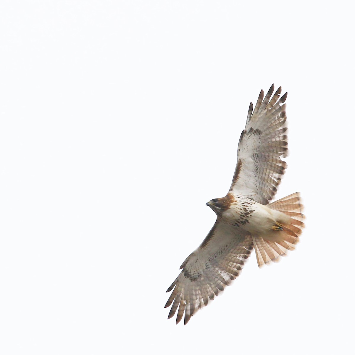 Red-tailed Hawk - ML529256961