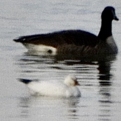 Ross's Goose - ML529257951