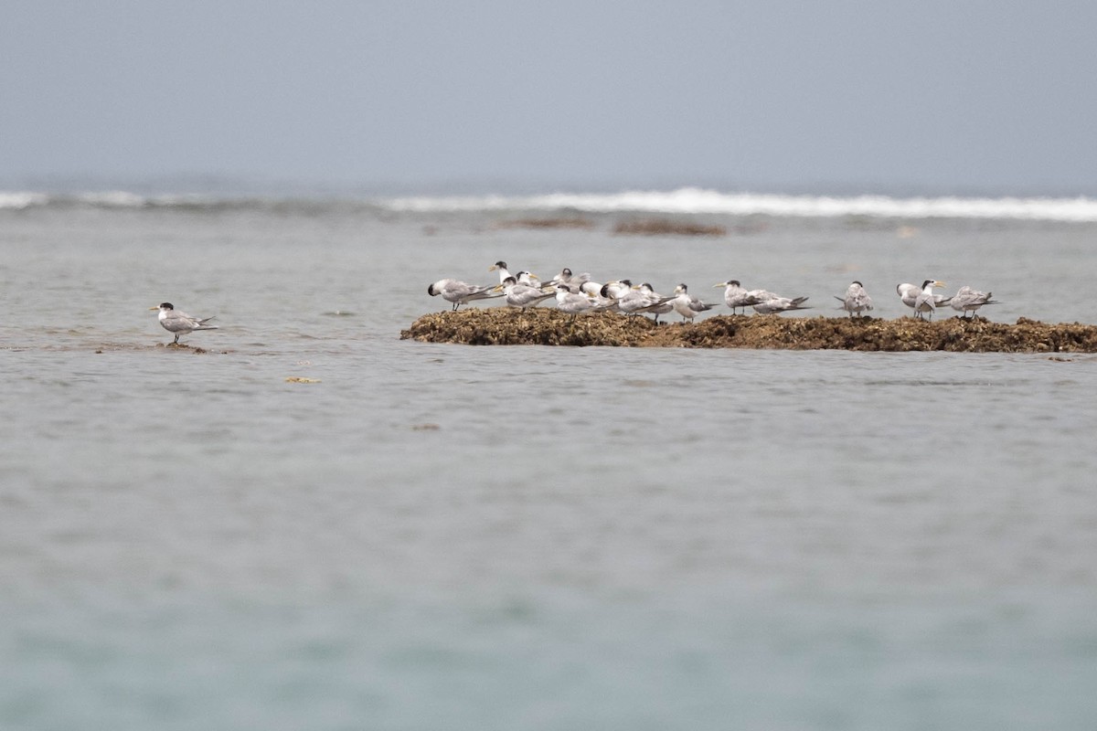 Great Crested Tern - ML529257961