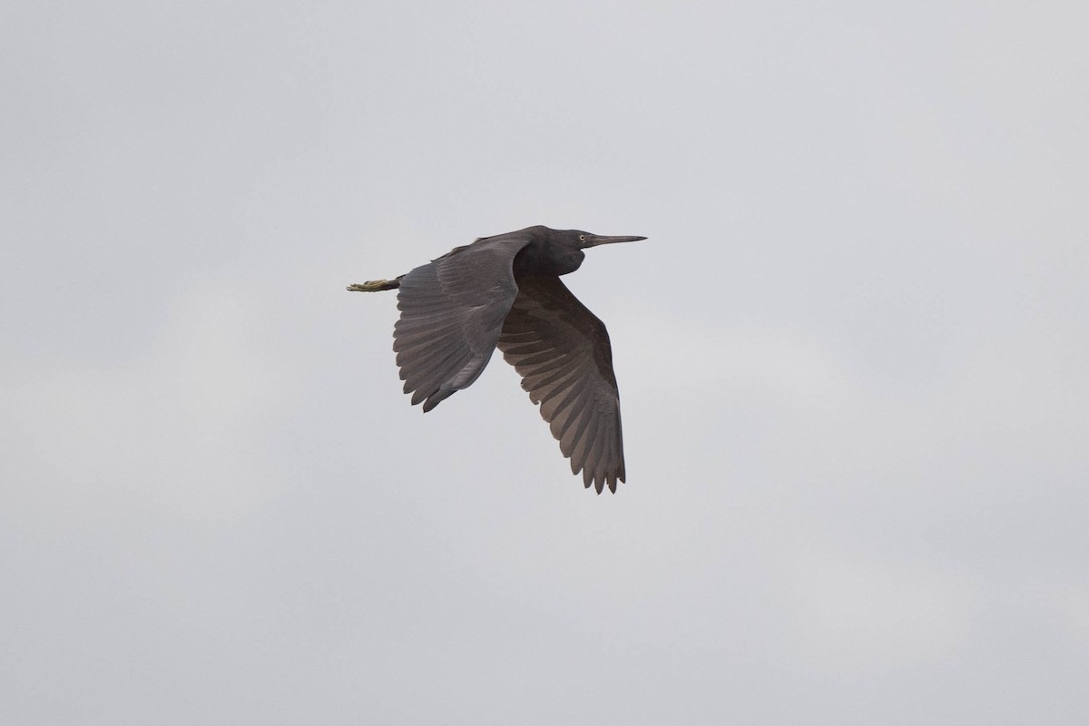 Pacific Reef-Heron - John Hiles