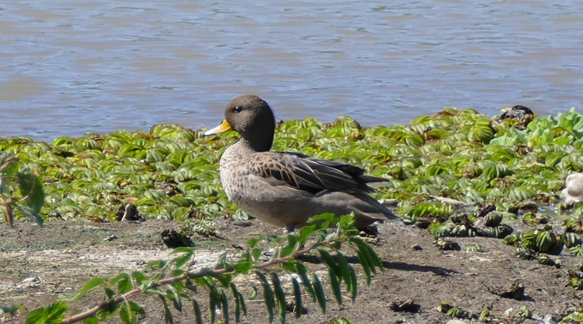 Yellow-billed Teal - Andreas Hess